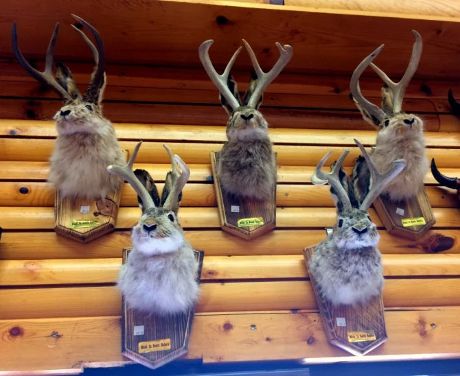Jackalope | The Stunning Hare With Antlers