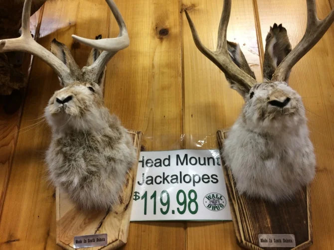 Jackalope | The Stunning Hare With Antlers