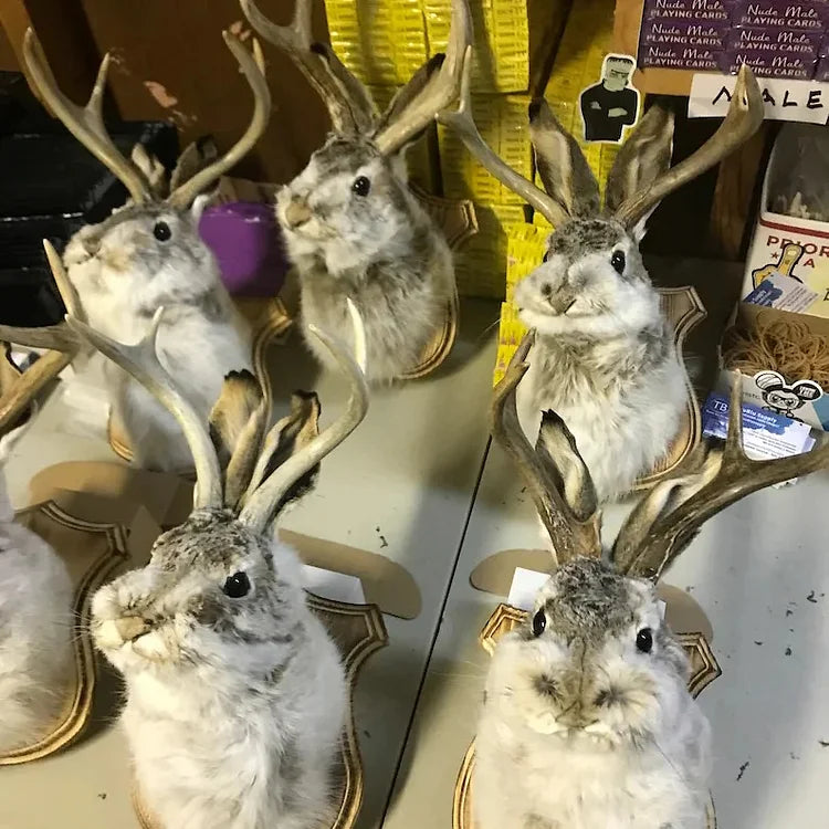 Jackalope | The Stunning Hare With Antlers