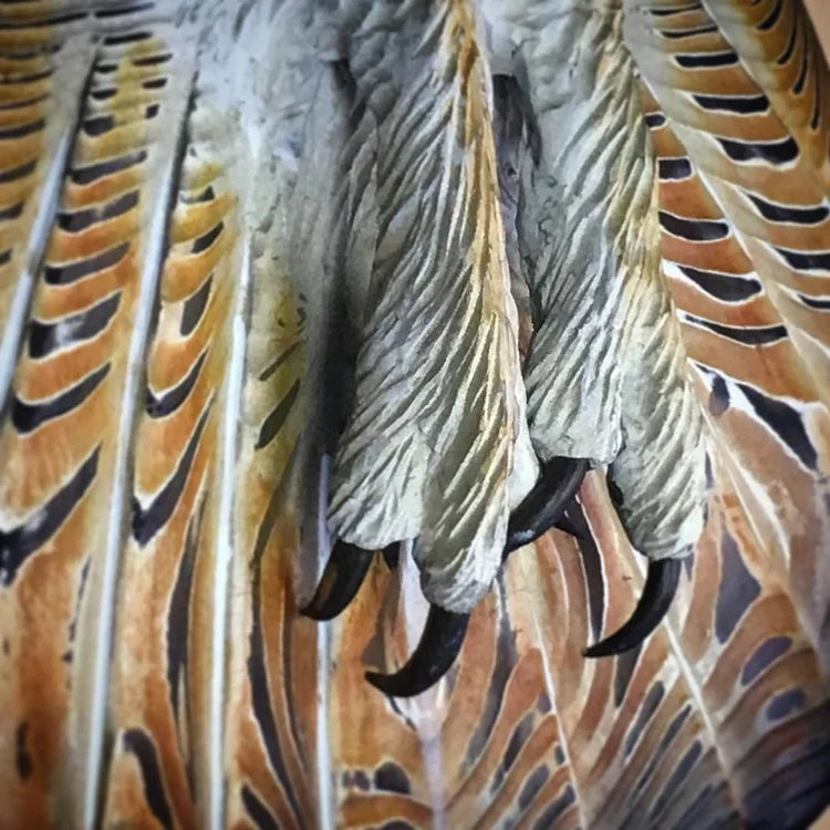 Barn Owl Wall Art