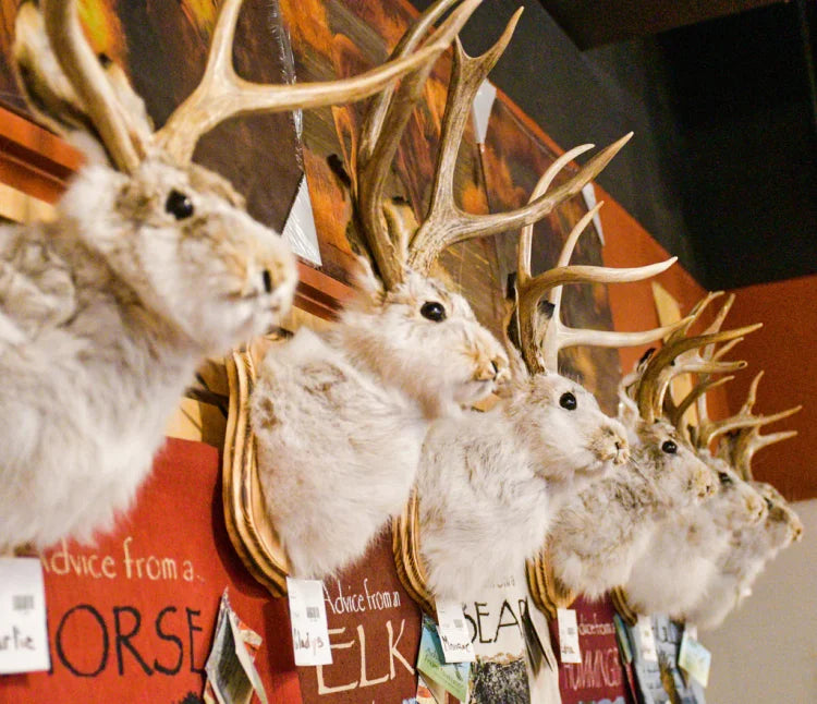 Jackalope | The Stunning Hare With Antlers