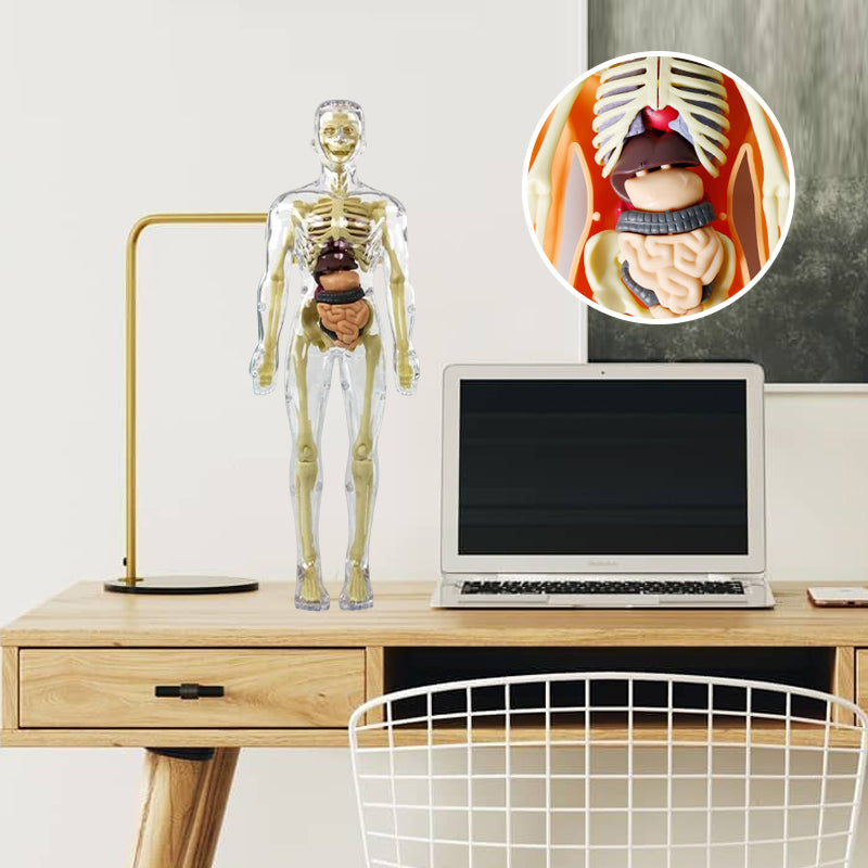 Human Body Torso Model for Kids