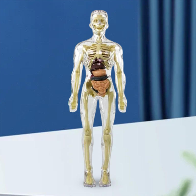 Human Body Torso Model for Kids
