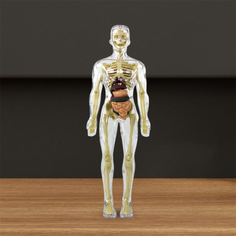 Human Body Torso Model for Kids