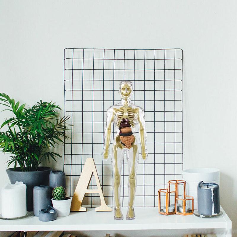 Human Body Torso Model for Kids
