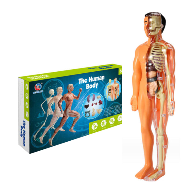 Human Body Torso Model for Kids