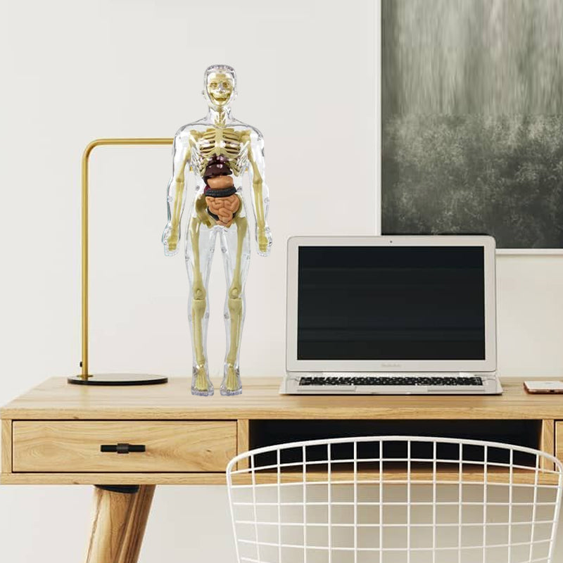 Human Body Torso Model for Kids