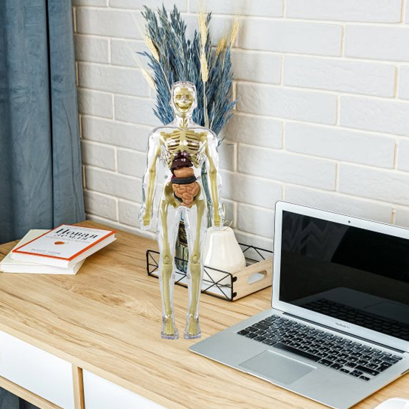 Human Body Torso Model for Kids
