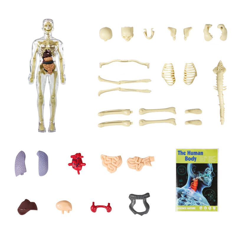 Human Body Torso Model for Kids