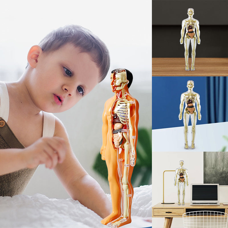Human Body Torso Model for Kids