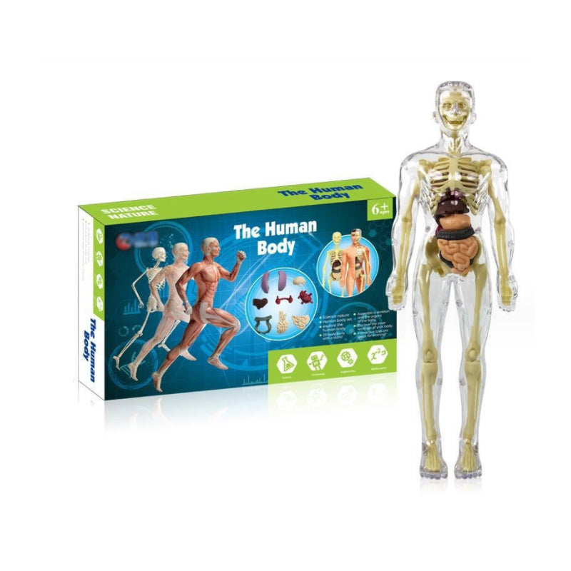 Human Body Torso Model for Kids